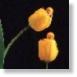 Tulip Babies