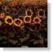 Sunflower Field